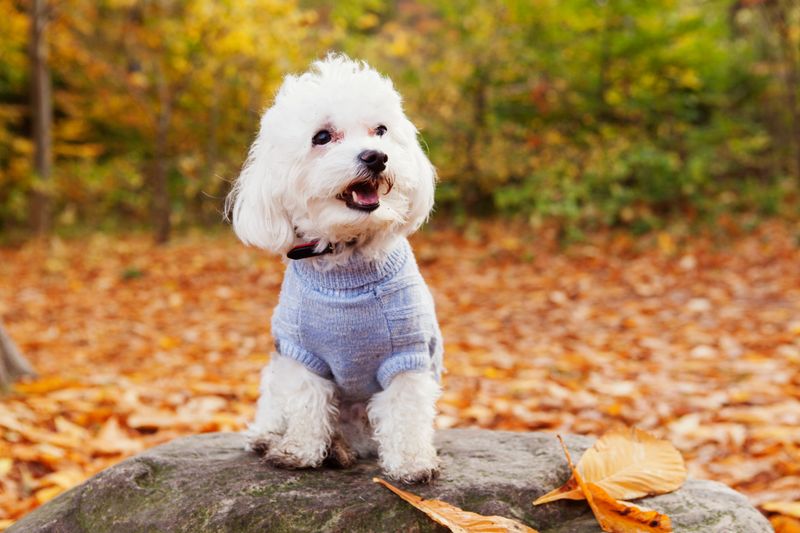 Bichon Frise