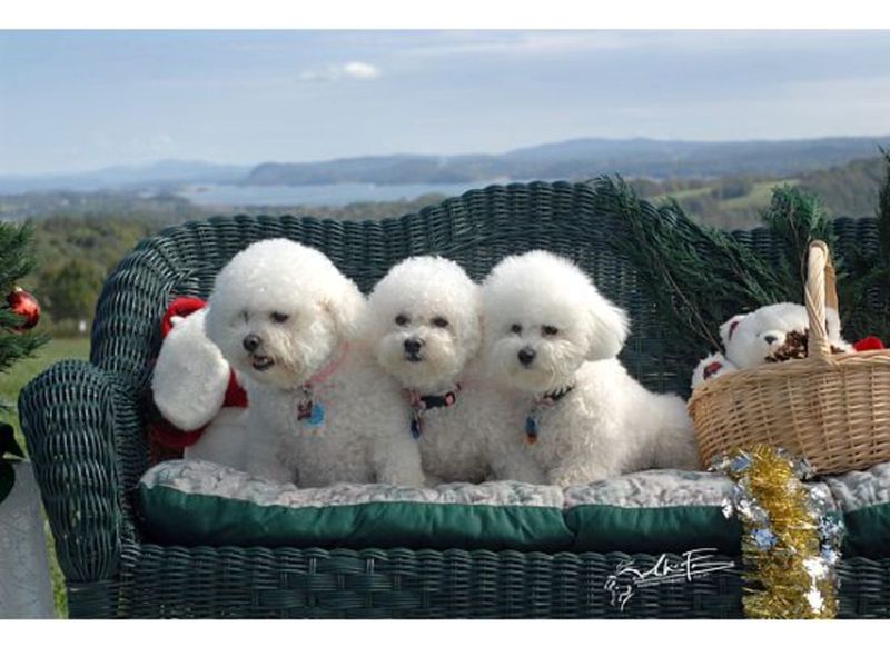 Bichon Frise