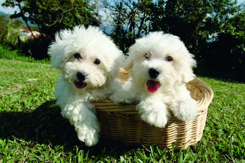 Bichon Frise