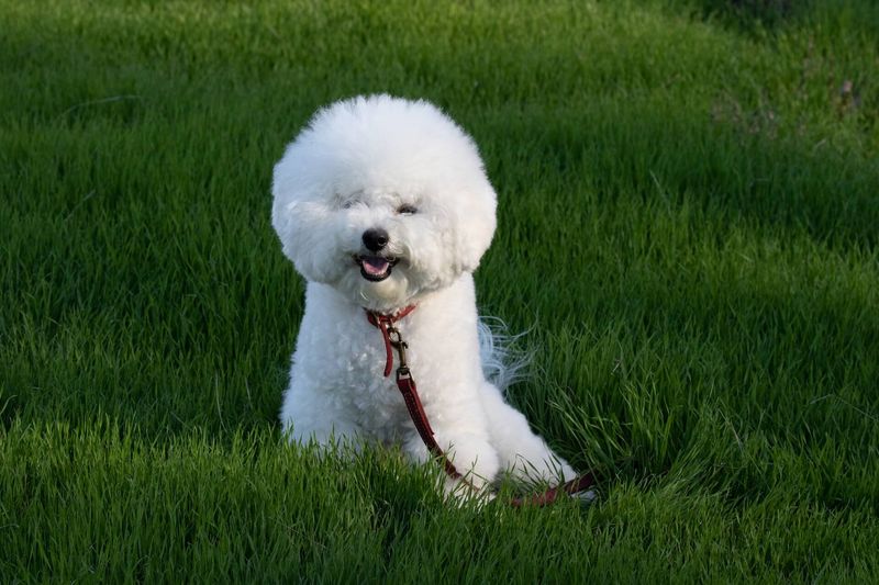 Bichon Frise