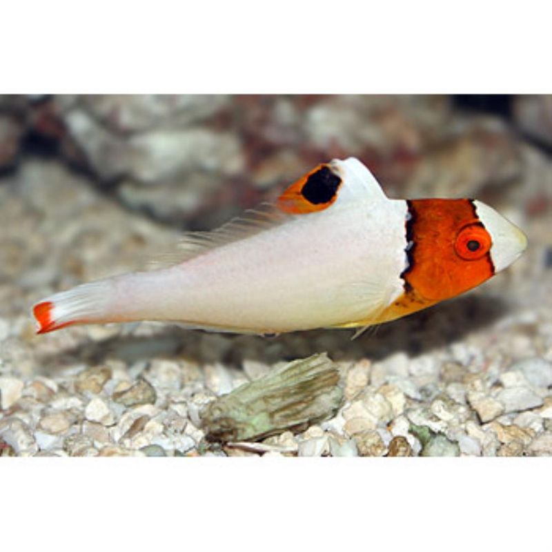 Bicolor Parrotfish