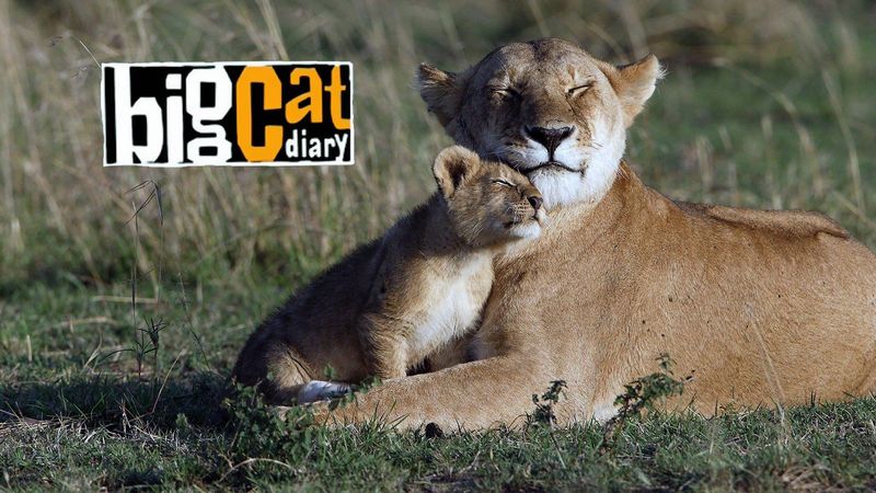 Big Cat Diary