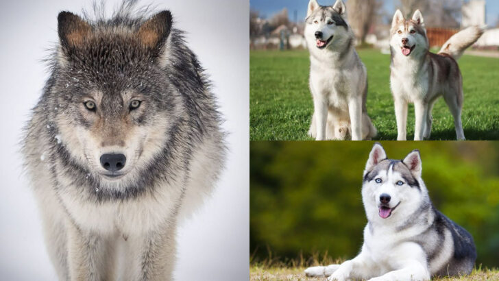The 12 Biggest Differences Between Wolves and Huskies Explained