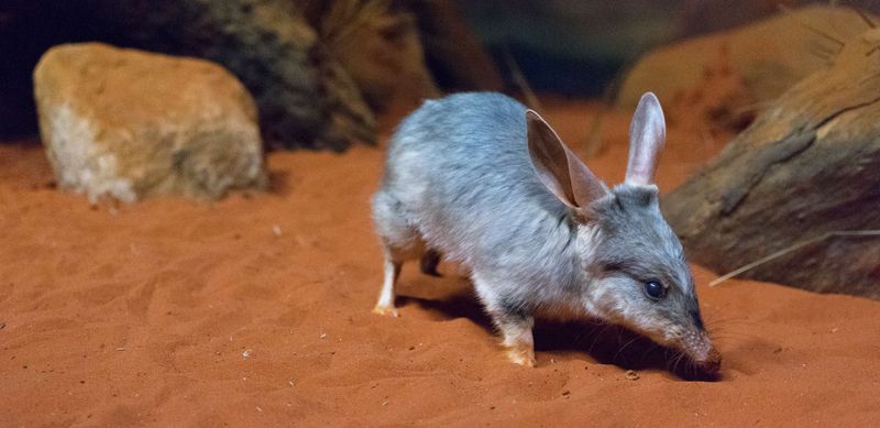 Bilby