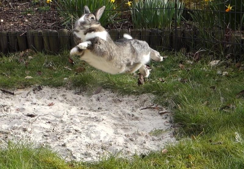Binky: The Joyful Leap