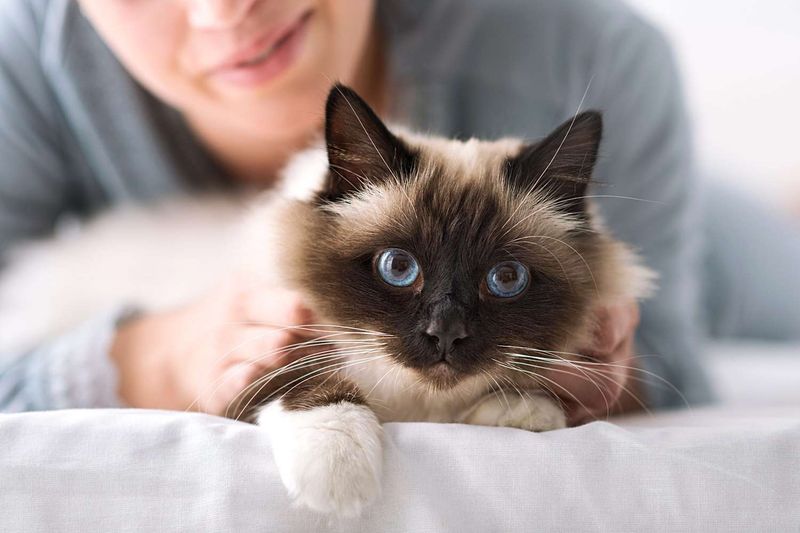 Birman