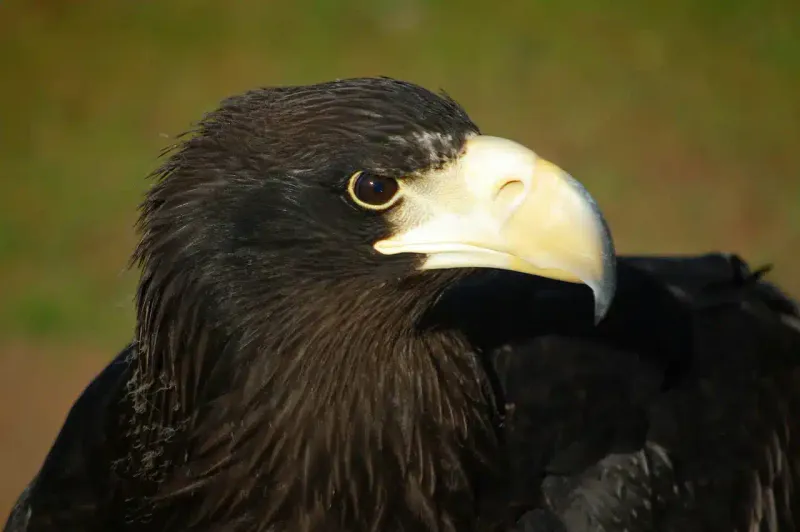 Black Eagle