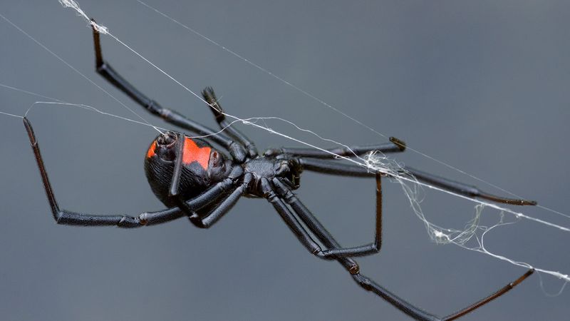 Black Widow Spider