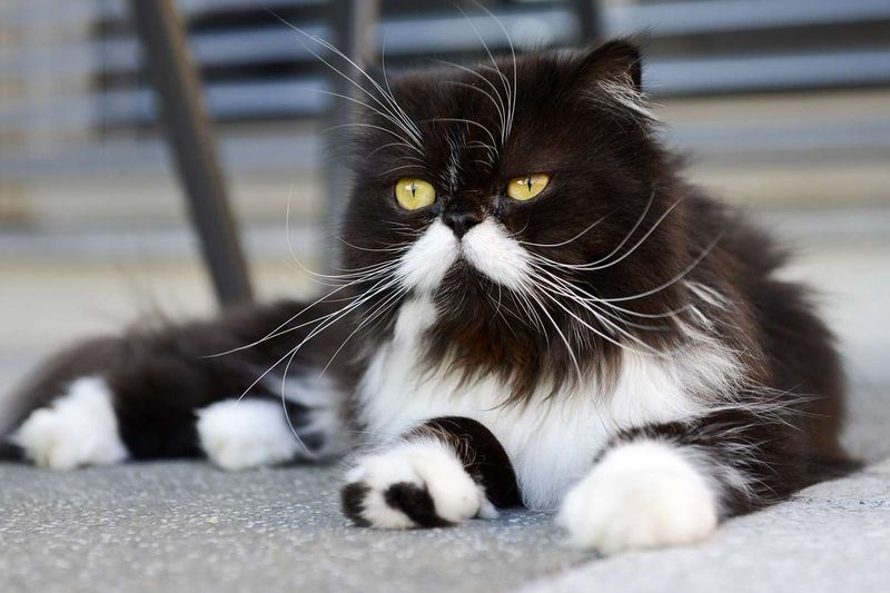 Black and White Persian