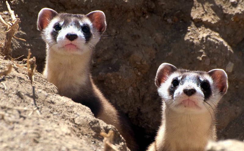 Black-footed Ferret