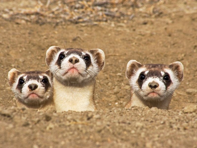 Black-footed Ferrets