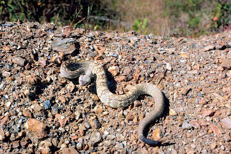 Black-tailed Rattlesnake