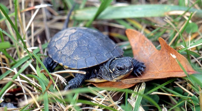 Blanding's Turtle