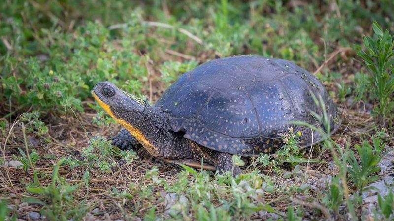 Blanding's Turtle