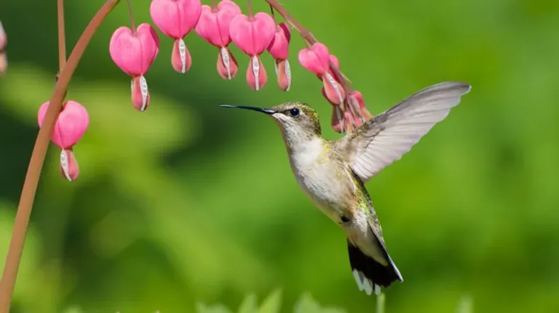 Bleeding Heart