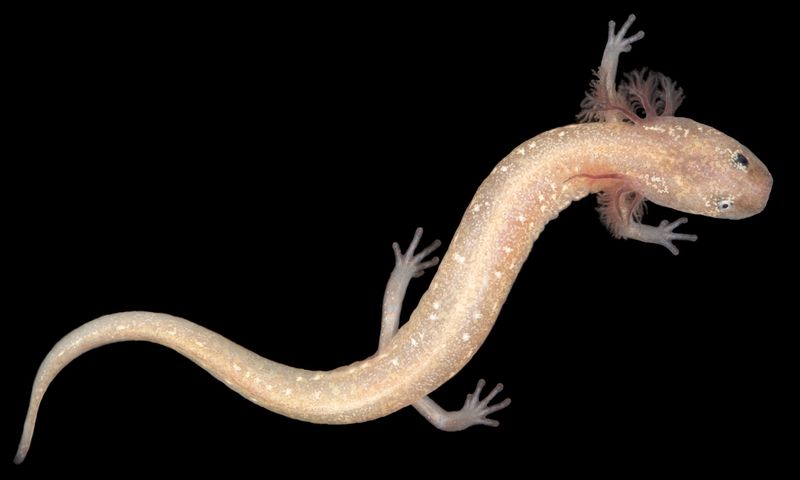 Blind Salamander