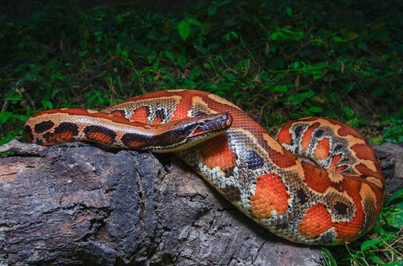 Blood Python