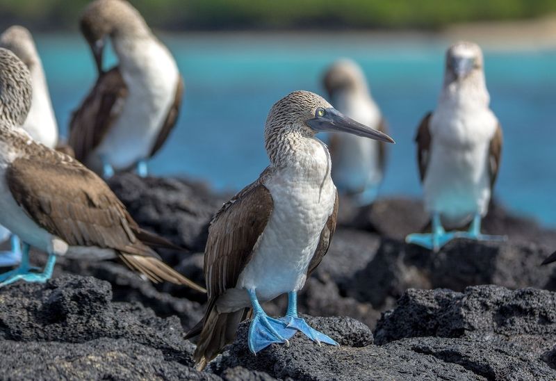 Blue-Footed Booby