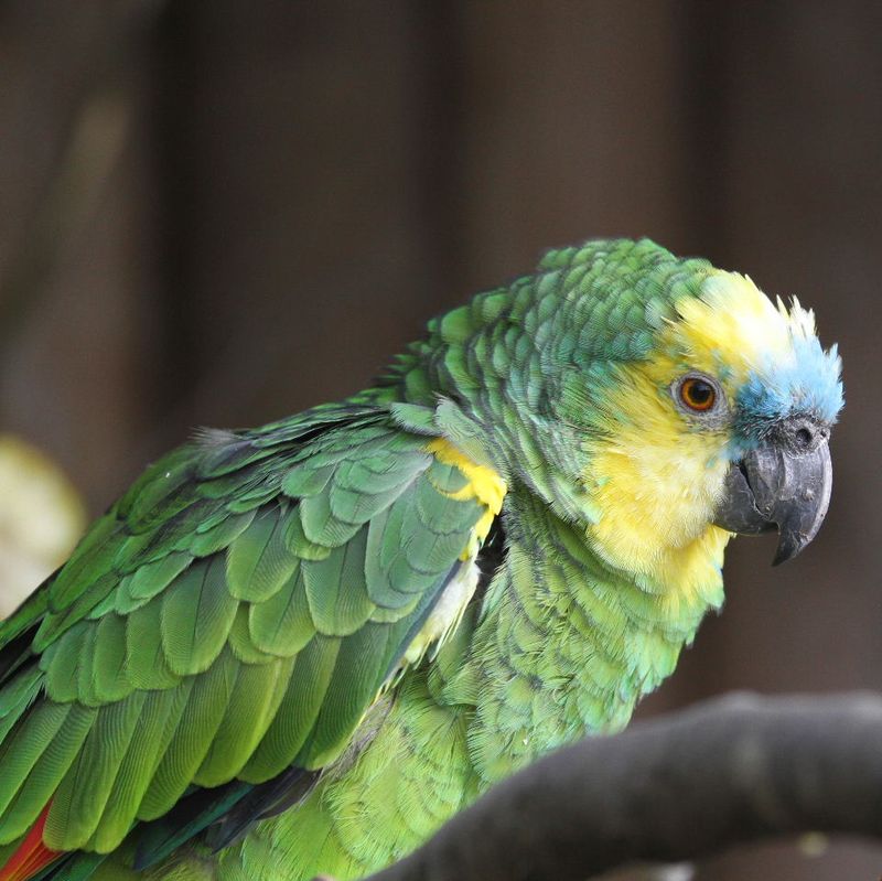 Blue-Fronted Amazon