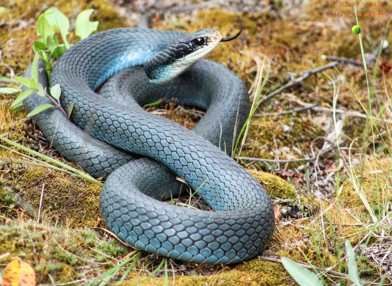 Blue Racer Snake