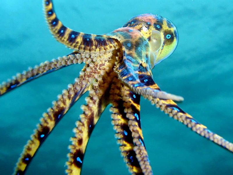 Blue-Ringed Octopus