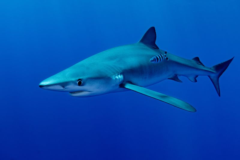 Blue Shark