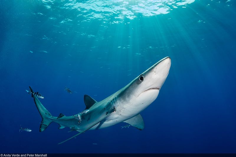 Blue Shark