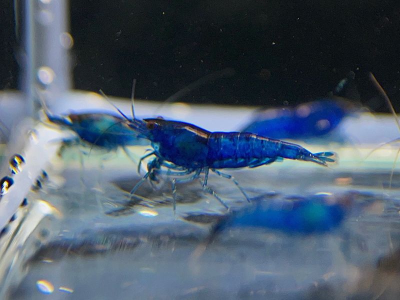 Blue Velvet Shrimp