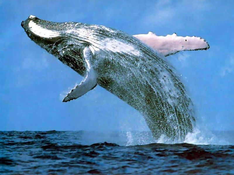 Blue Whale