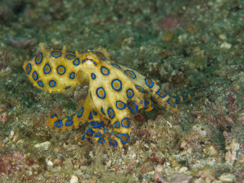 Blue-ringed Octopus