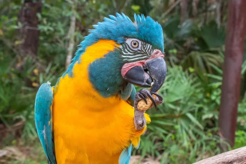 Blue-throated Macaw