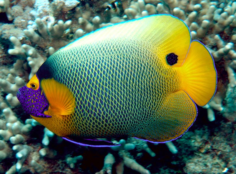 Blueface Angelfish