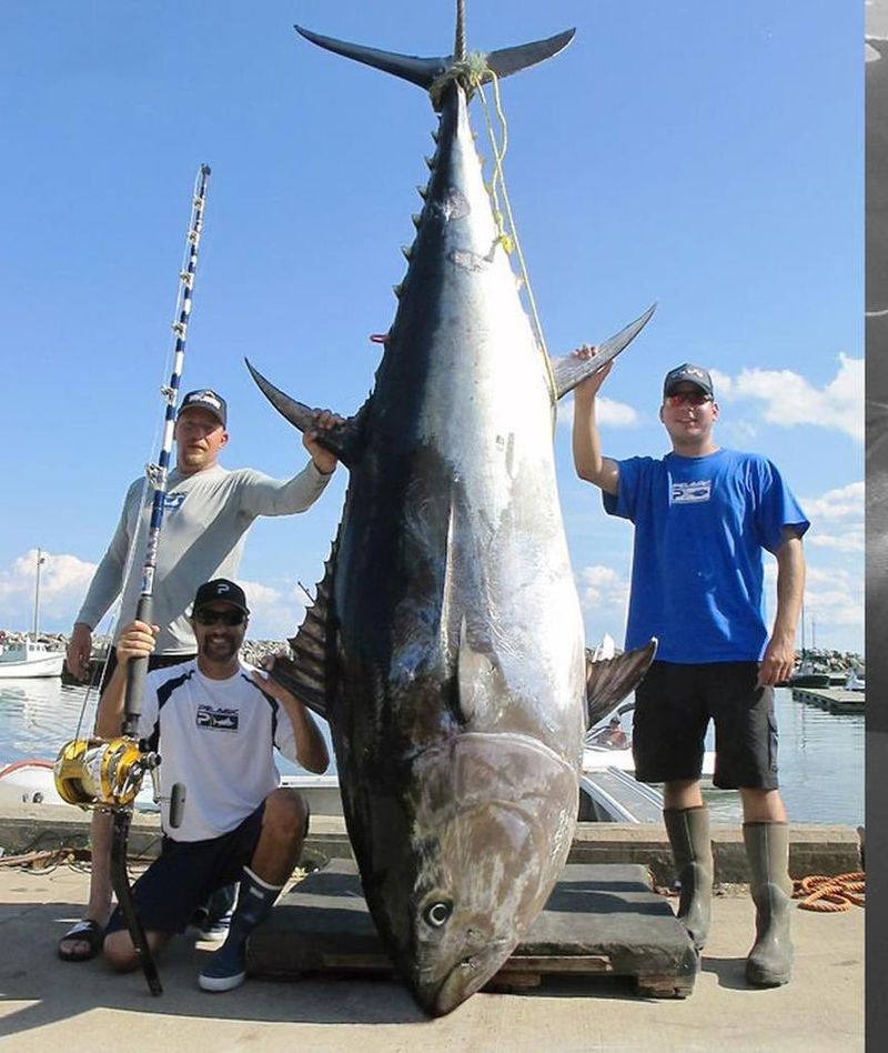 Bluefin Tuna