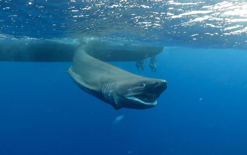 Bluntnose Sixgill Shark