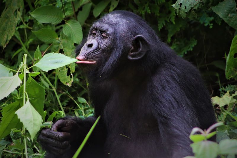 Bonobo