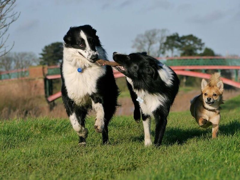 Border Collie