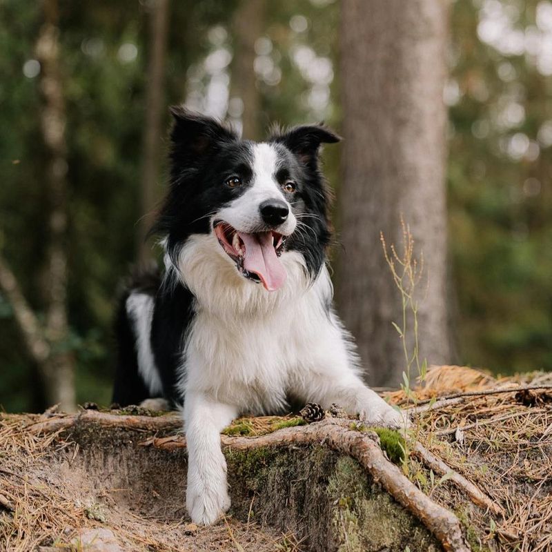 Border Collie