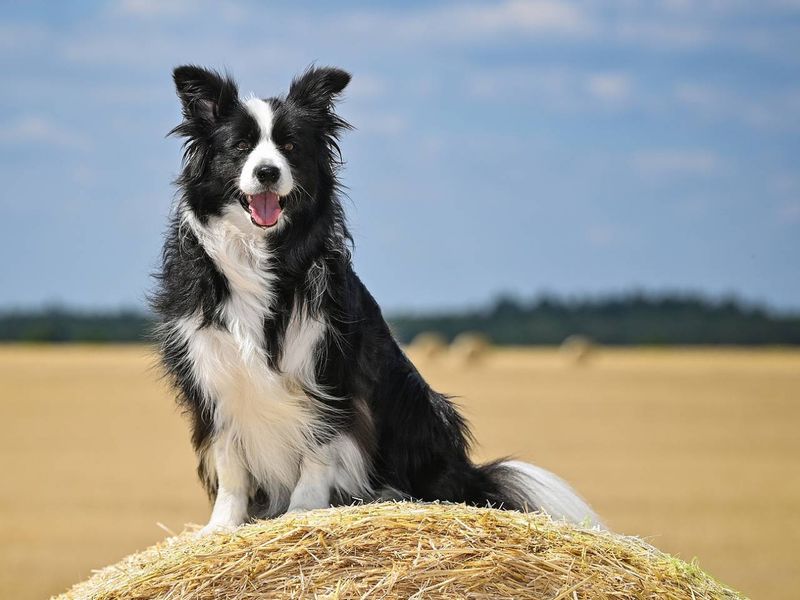 Border Collie