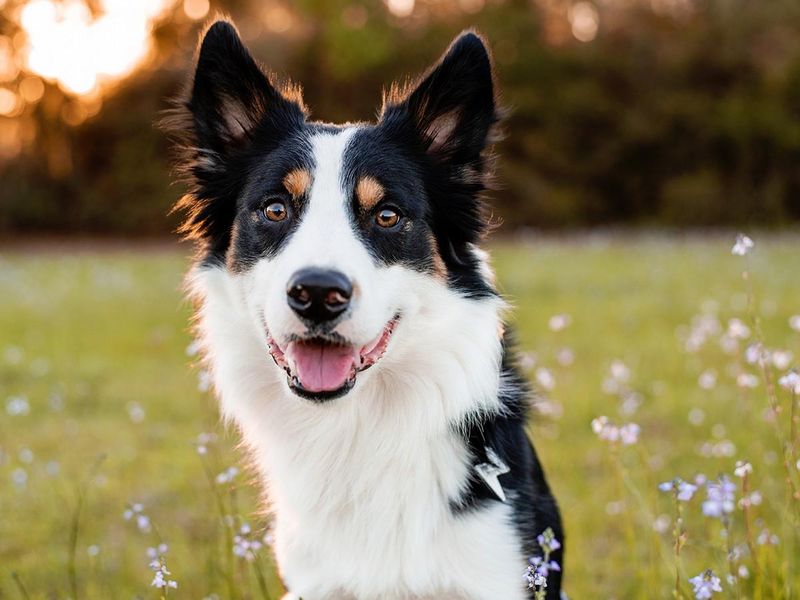 Border Collie