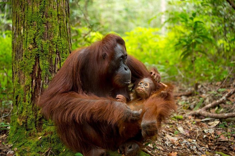 Bornean Orangutan