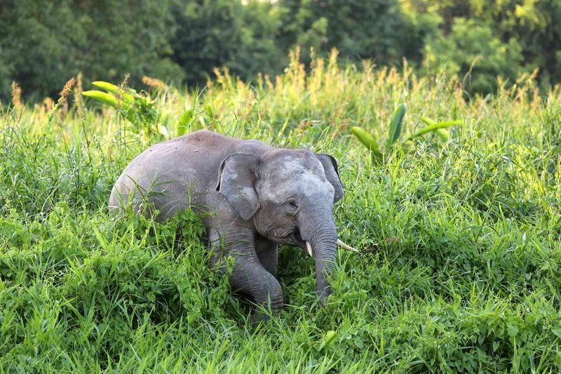 Bornean Pygmy Elephant