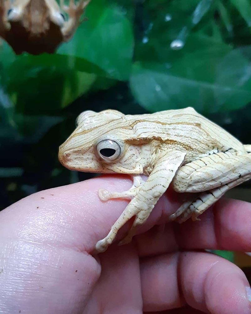 Borneo Eared Frog