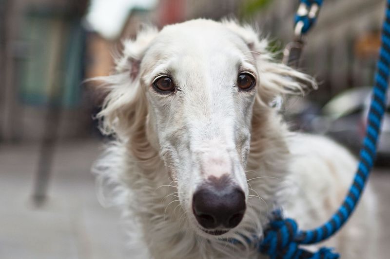 Borzoi