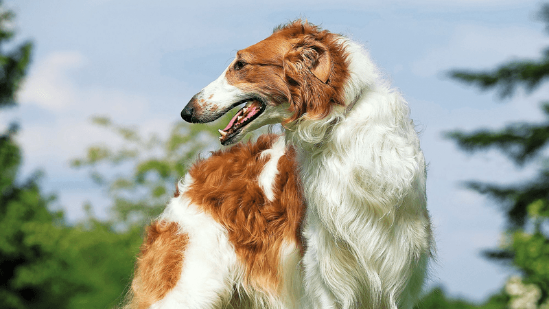 Borzoi