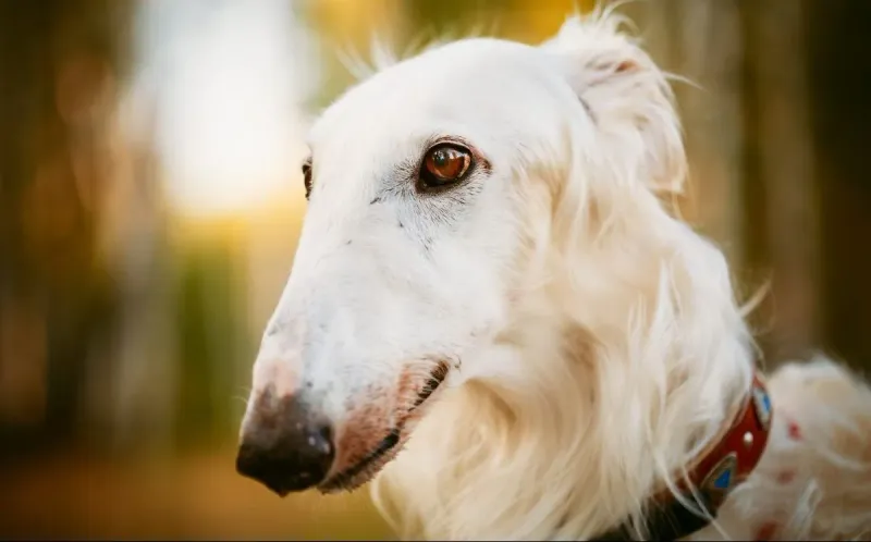 Borzoi