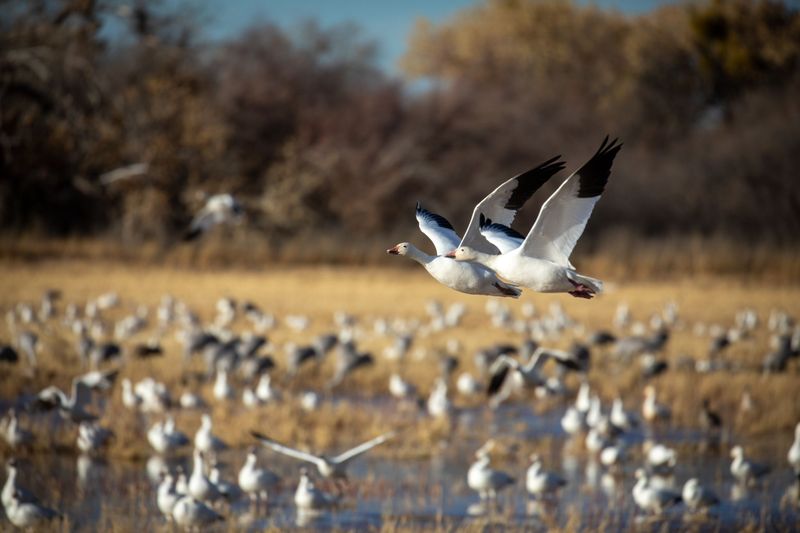 Bosque del Apache, New Mexico