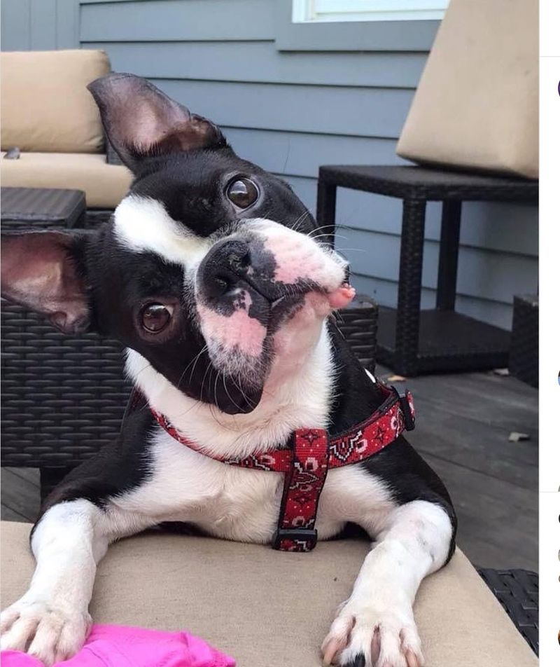 Boston Terrier