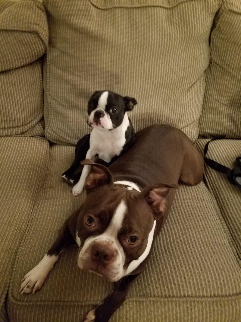 Boston Terrier