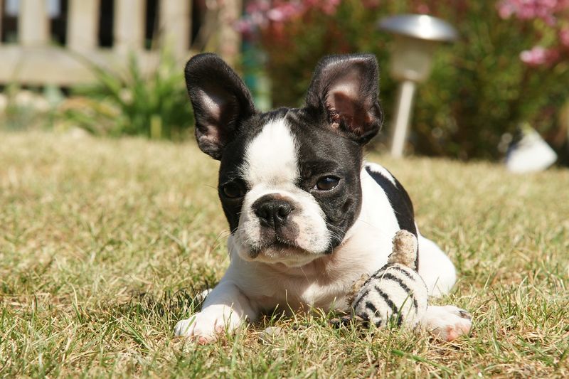 Boston Terrier