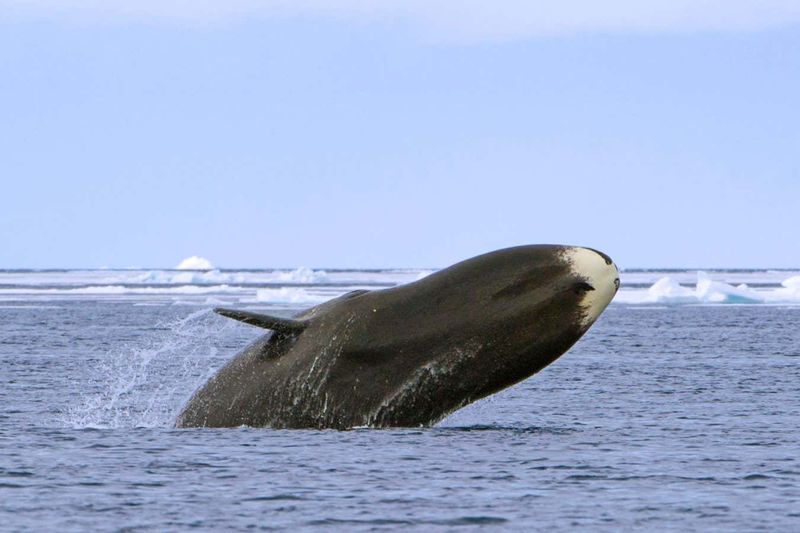 Bowhead Whale